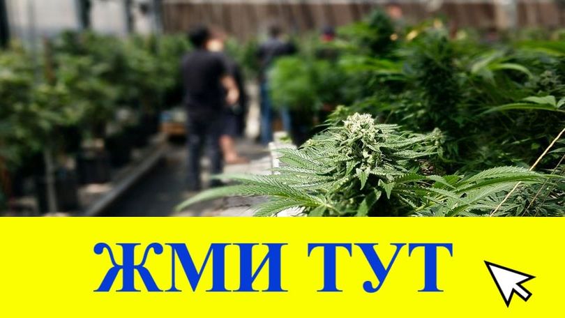 Купить наркотики в Знаменске